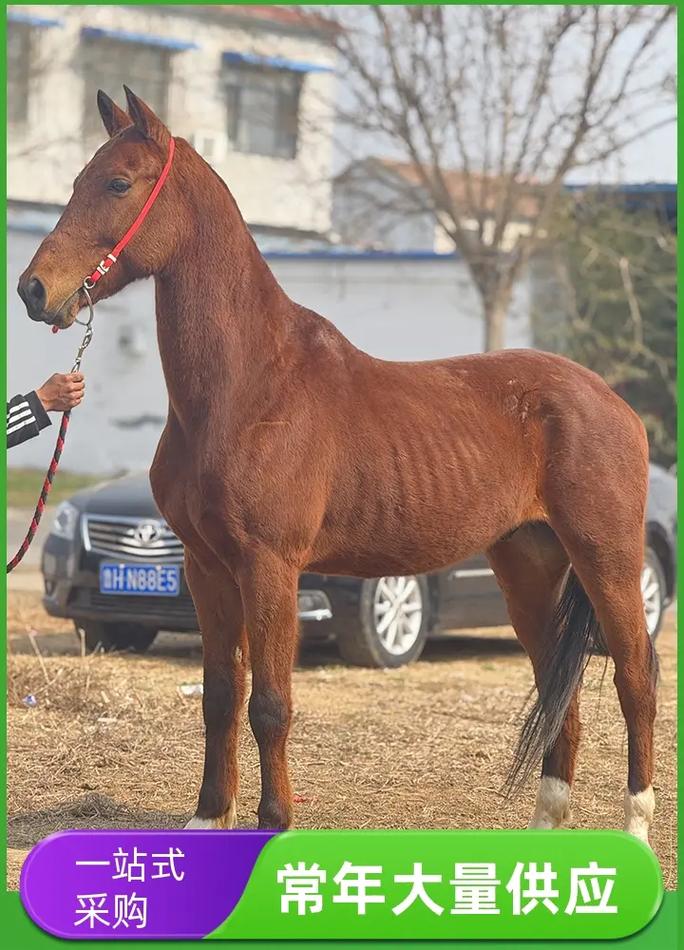 【马多少钱一匹,汗血宝马多少钱一匹】